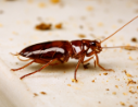 Coackroach.png