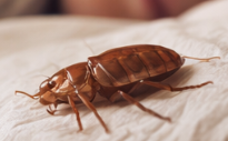 Bedbug.png
