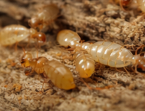 Termite
