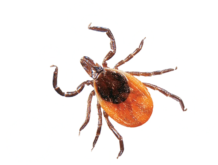 tick control